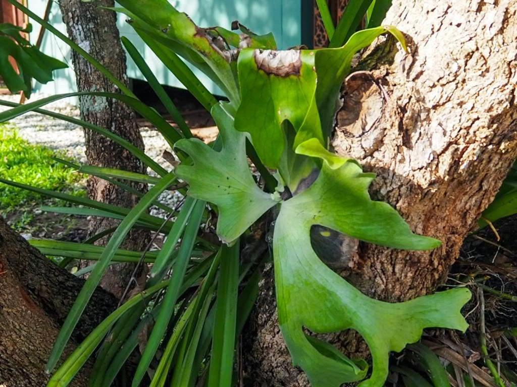 Hotel Navy Garden Chiang Saen Exterior foto